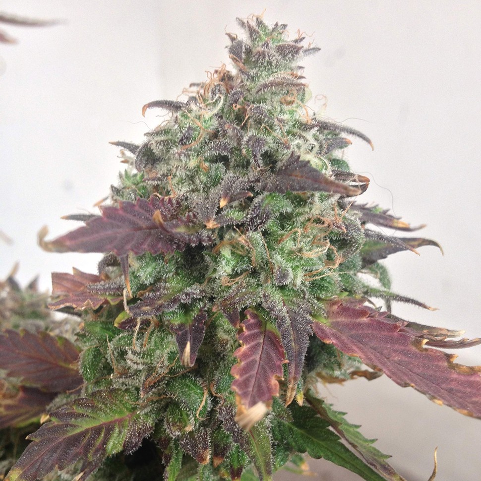 Семена Auto Caramella feminised Ganja Seeds