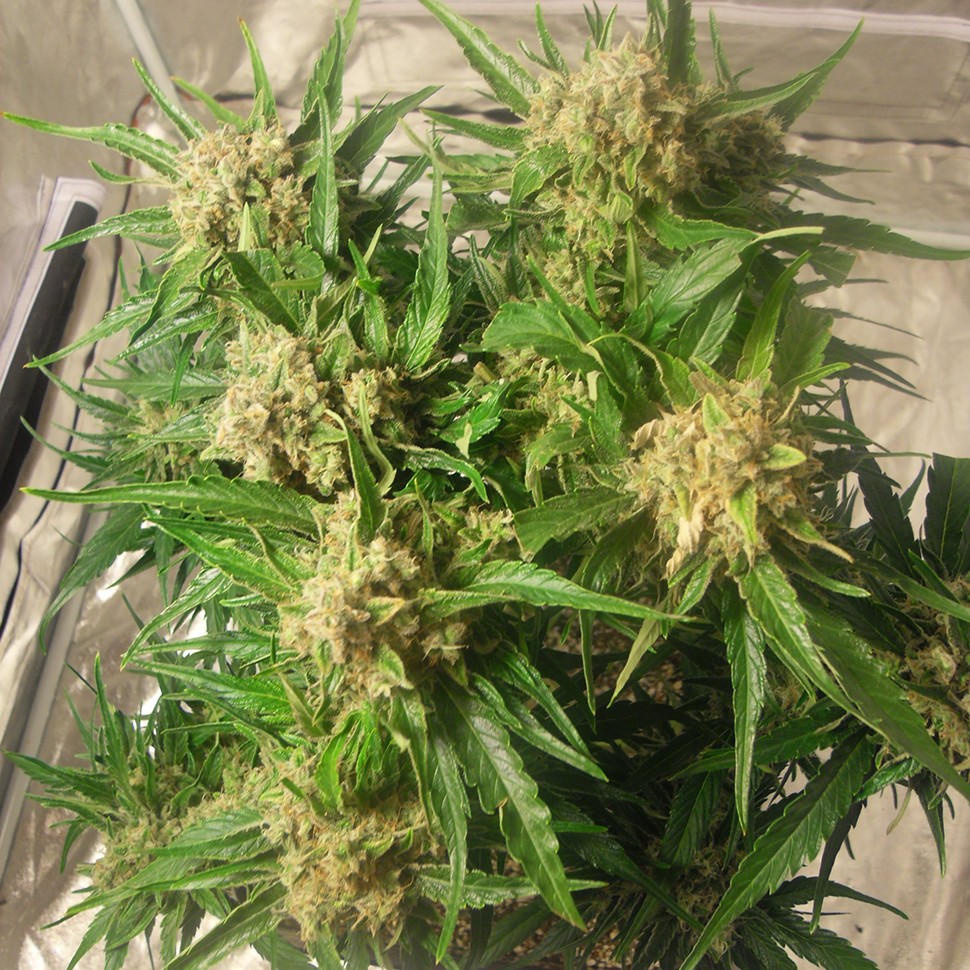 Семена каннабиса Auto Caramella feminised Ganja Seeds Семена каннабиса Auto Caramella feminised Ganja Seeds