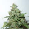 Семена конопли Auto Caramella feminised Ganja Seeds Семена конопли Auto Caramella feminised Ganja Seeds