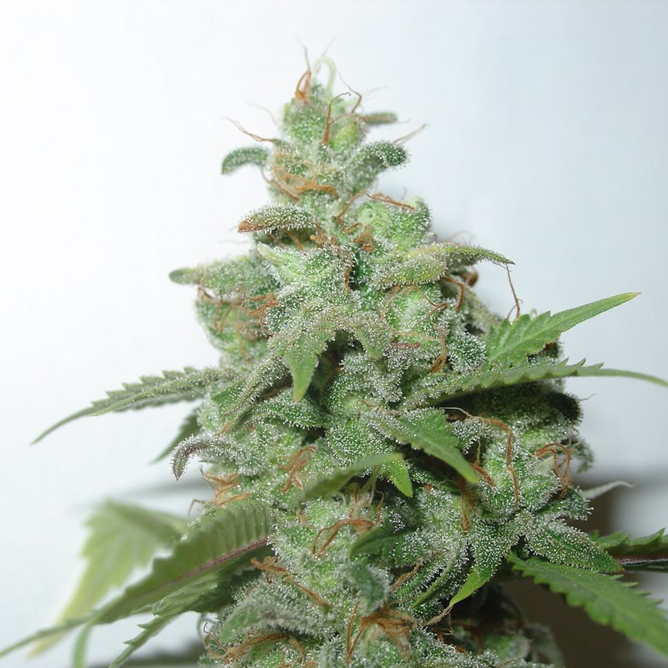 Семена конопли Auto Caramella feminised Ganja Seeds Семена конопли Auto Caramella feminised Ganja Seeds