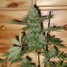 Качественные семена конопли Auto Caramella feminised Ganja Seeds Качественные семена конопли Auto Caramella feminised Ganja Seeds