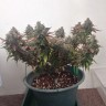 Семена конопли недорого Auto Caramella feminised Ganja Seeds Семена конопли недорого Auto Caramella feminised Ganja Seeds