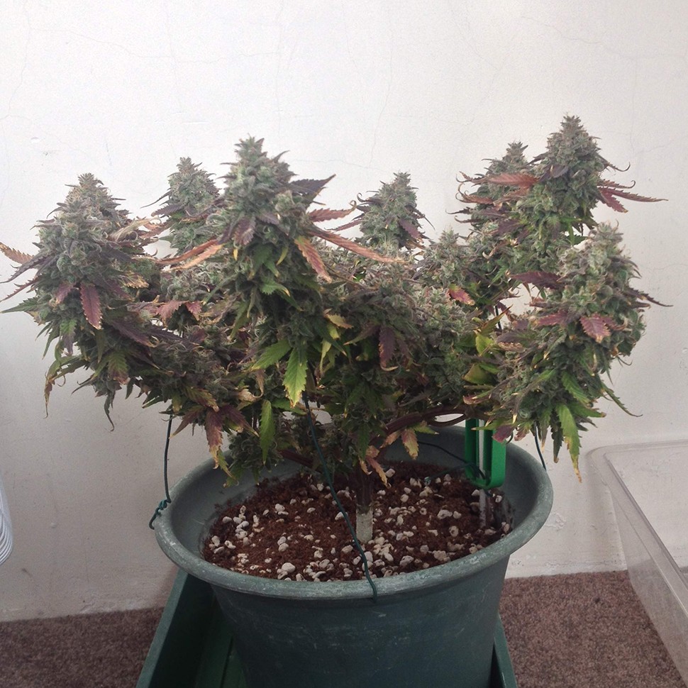 Семена конопли недорого Auto Caramella feminised Ganja Seeds Семена конопли недорого Auto Caramella feminised Ganja Seeds