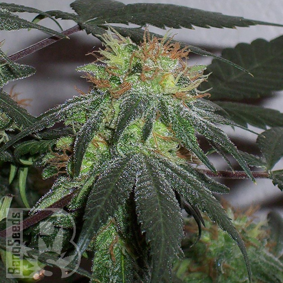 Семена ганжа Black Domina x G13 feminised Ganja Seeds