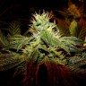 Семена ганжа Black Domina x G13 feminised Ganja Seeds Семена ганжа Black Domina x G13 feminised Ganja Seeds