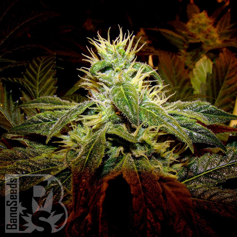 Семена ганжа Black Domina x G13 feminised Ganja Seeds Семена ганжа Black Domina x G13 feminised Ganja Seeds