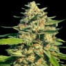 Семена ганжа Black Domina x G13 feminised Ganja Seeds Семена ганжа Black Domina x G13 feminised Ganja Seeds