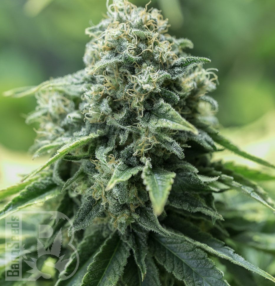 Семена ганжа Black Domina x G13 feminised Ganja Seeds Семена ганжа Black Domina x G13 feminised Ganja Seeds