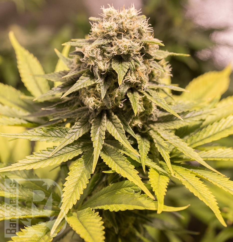 Семена ганжа Black Domina x G13 feminised Ganja Seeds Семена ганжа Black Domina x G13 feminised Ganja Seeds