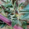 Семена конопли Pepoberry feminised Ganja Seeds Семена конопли Pepoberry feminised Ganja Seeds