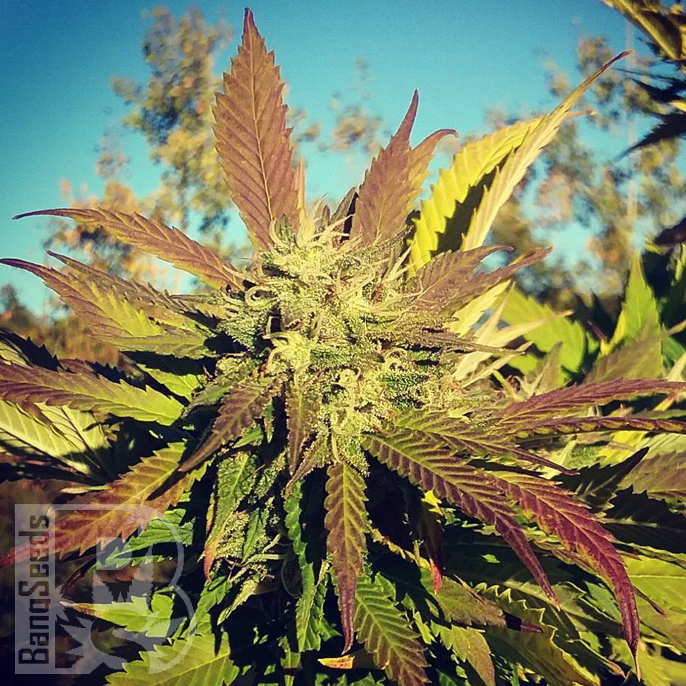 Семена конопли Pepoberry feminised Ganja Seeds Семена конопли Pepoberry feminised Ganja Seeds