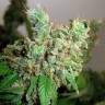 Семена конопли Pepoberry feminised Ganja Seeds Семена конопли Pepoberry feminised Ganja Seeds