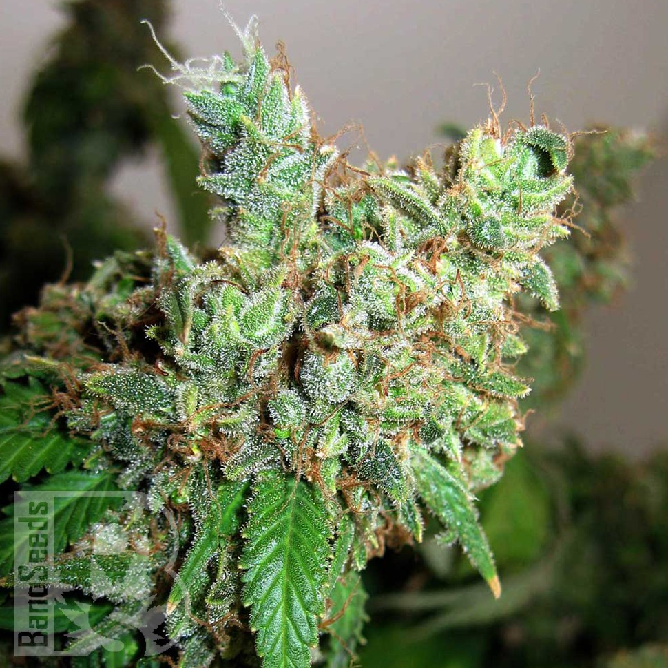 Семена конопли Pepoberry feminised Ganja Seeds Семена конопли Pepoberry feminised Ganja Seeds