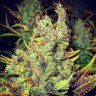 Семена конопли Pepoberry feminised Ganja Seeds Семена конопли Pepoberry feminised Ganja Seeds