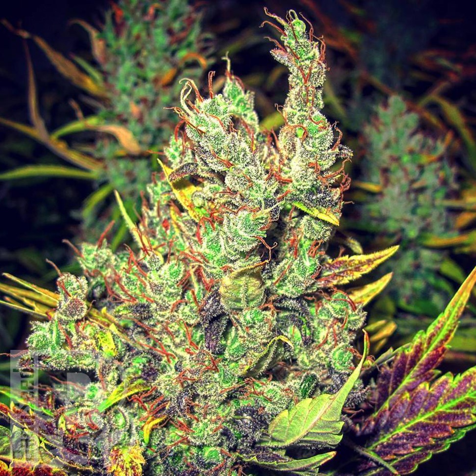 Семена конопли Pepoberry feminised Ganja Seeds Семена конопли Pepoberry feminised Ganja Seeds