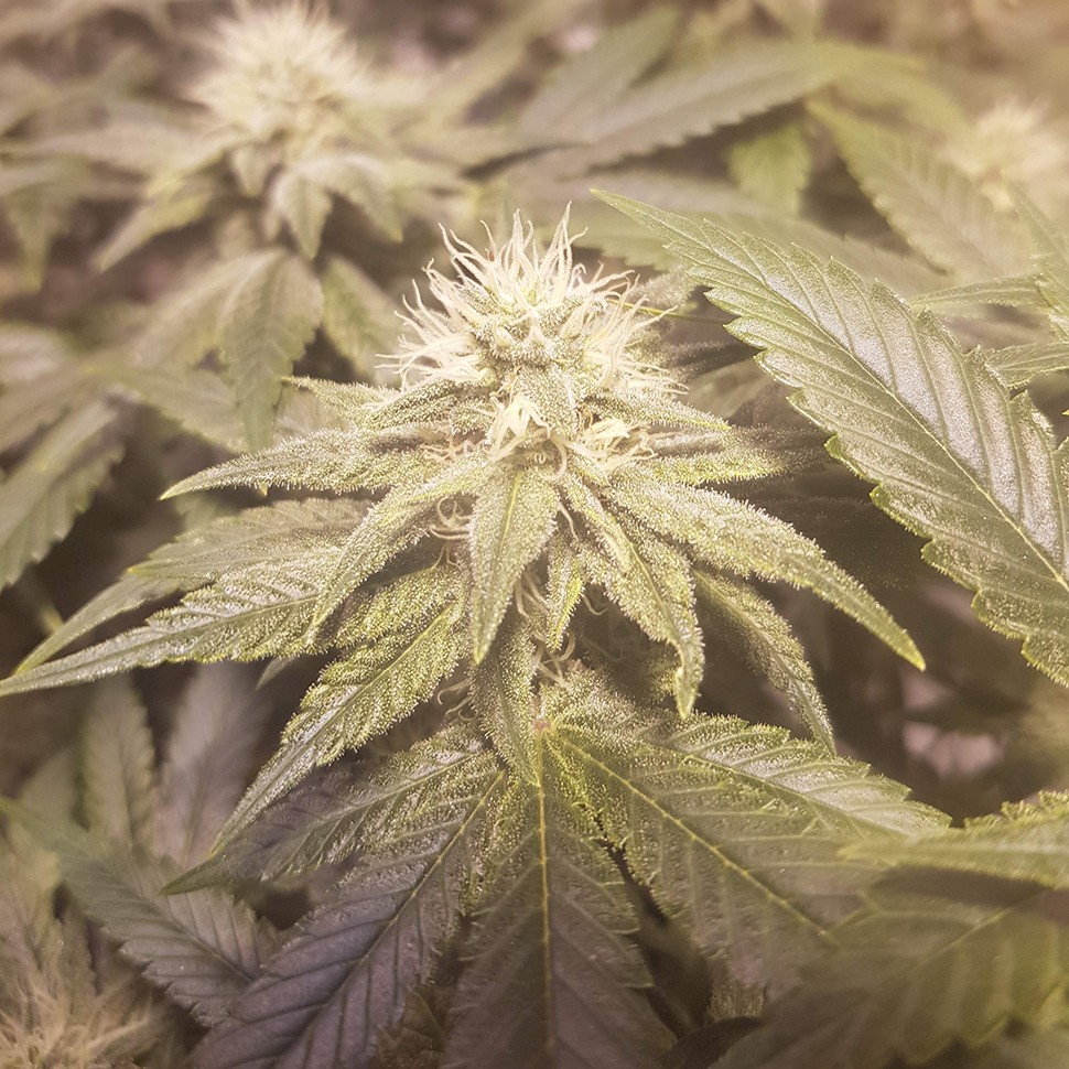 купить семена конопли в украине Auto Lemon feminised купить семена конопли в украине Auto Lemon feminised