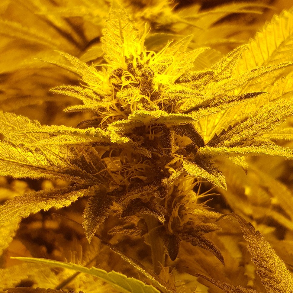 купить семена конопли недорого Auto Lemon feminised купить семена конопли недорого Auto Lemon feminised