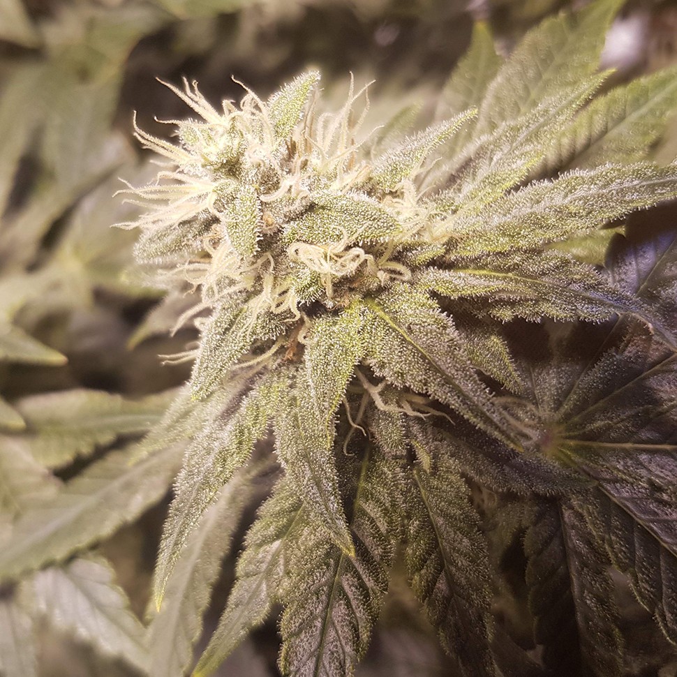 купить семена конопли в оригинальных упаковках Auto Lemon feminised купить семена конопли в оригинальных упаковках Auto Lemon feminised