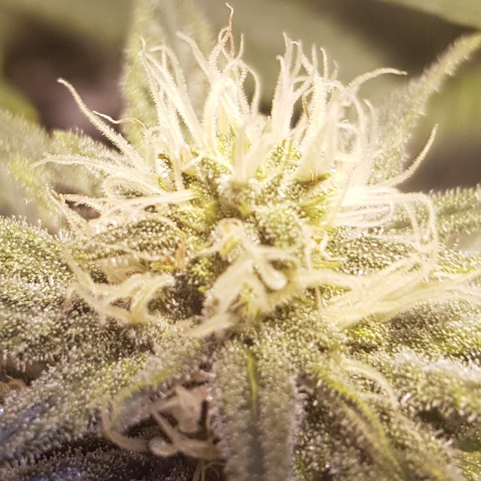 Семена ганжа Auto Lemon feminised Ganja Seeds