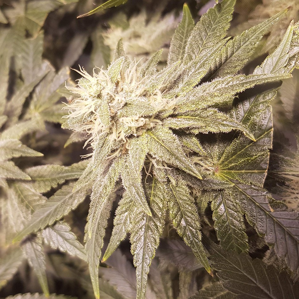 купить семена конопли феминизированные Auto Lemon feminised купить семена конопли феминизированные Auto Lemon feminised