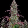 Семена ганжа Auto Lemon feminised Ganja Seeds Семена ганжа Auto Lemon feminised Ganja Seeds