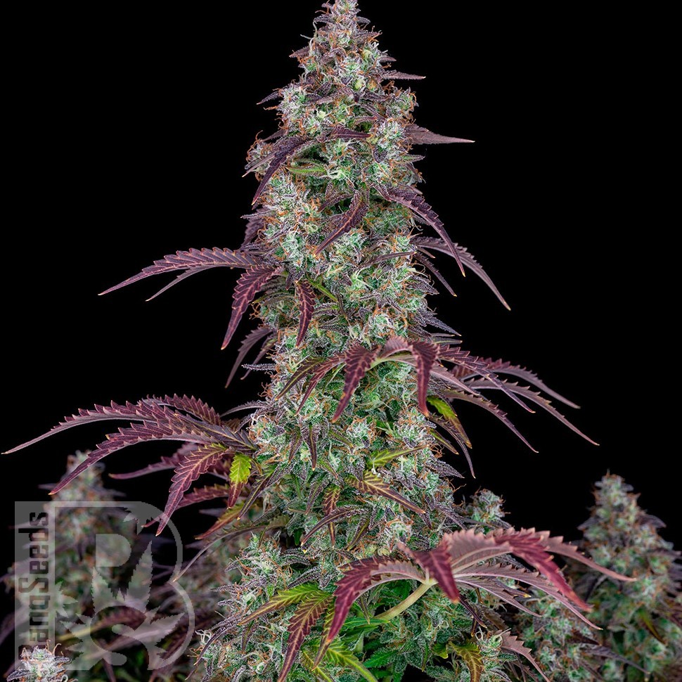 Семена ганжа Auto Lemon feminised Ganja Seeds Семена ганжа Auto Lemon feminised Ganja Seeds
