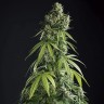 Семена ганжа Auto Lemon feminised Ganja Seeds Семена ганжа Auto Lemon feminised Ganja Seeds