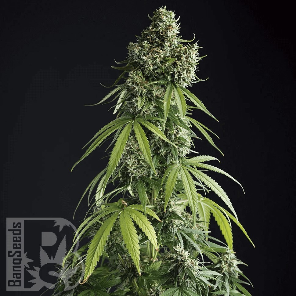Семена ганжа Auto Lemon feminised Ganja Seeds Семена ганжа Auto Lemon feminised Ganja Seeds
