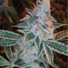 Семена ганжа Auto Lemon feminised Ganja Seeds Семена ганжа Auto Lemon feminised Ganja Seeds