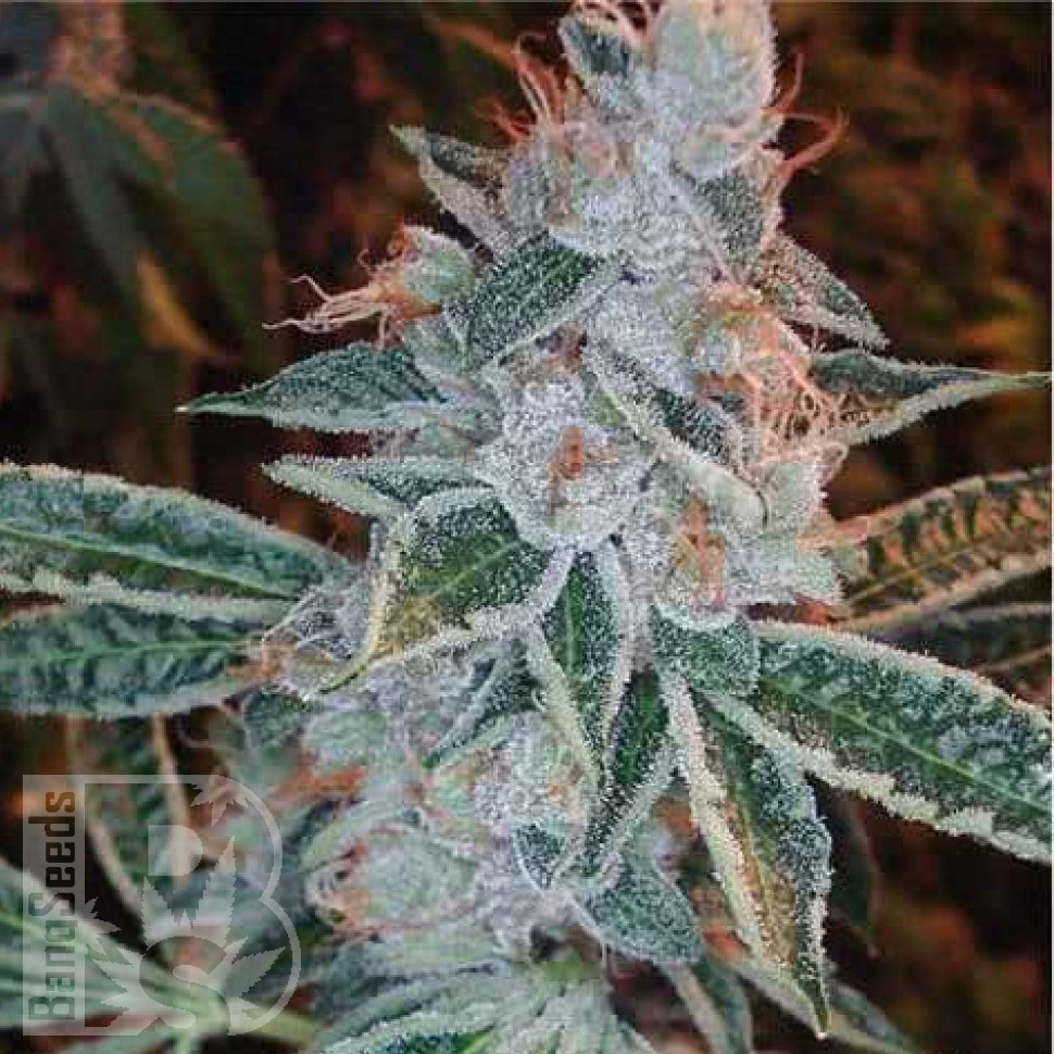 Семена ганжа Auto Lemon feminised Ganja Seeds Семена ганжа Auto Lemon feminised Ganja Seeds