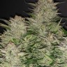Семена ганжа Auto Lemon feminised Ganja Seeds Семена ганжа Auto Lemon feminised Ganja Seeds