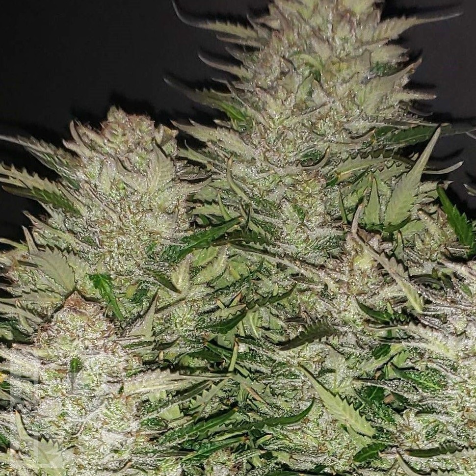 Семена ганжа Auto Lemon feminised Ganja Seeds Семена ганжа Auto Lemon feminised Ganja Seeds