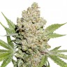 Семена ганжа Auto Lemon feminised Ganja Seeds Семена ганжа Auto Lemon feminised Ganja Seeds