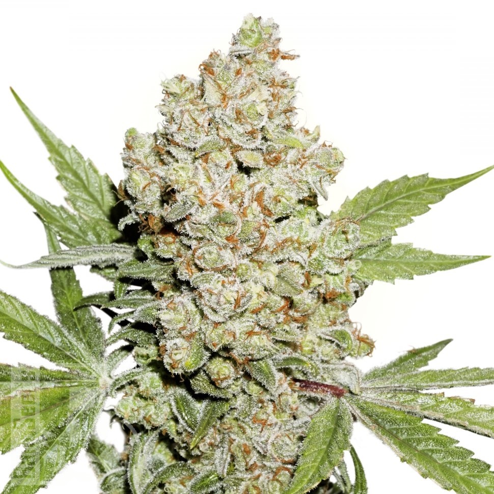 Семена ганжа Auto Lemon feminised Ganja Seeds Семена ганжа Auto Lemon feminised Ganja Seeds