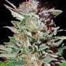 Семена ганжа Auto Lemon feminised Ganja Seeds Семена ганжа Auto Lemon feminised Ganja Seeds