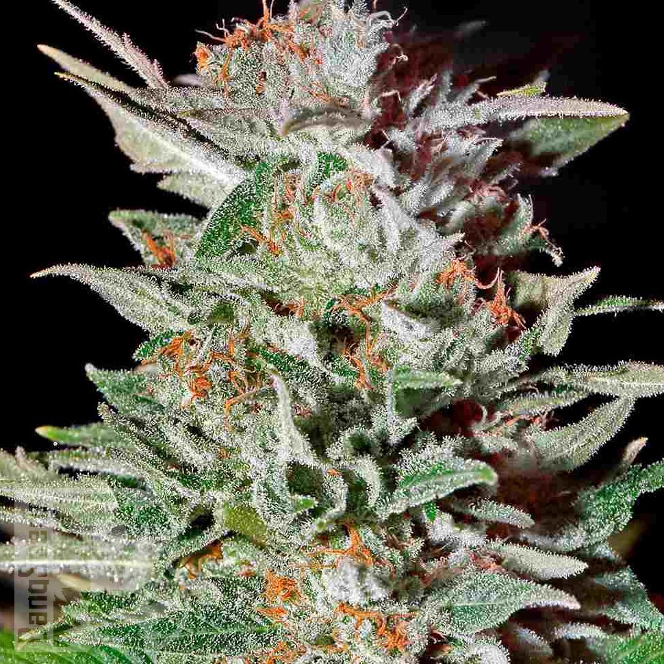 Семена ганжа Auto Lemon feminised Ganja Seeds Семена ганжа Auto Lemon feminised Ganja Seeds
