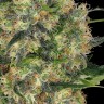 Семена марихуаны Euforia regular Ganja Seeds Семена марихуаны Euforia regular Ganja Seeds