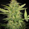 Семена марихуаны Euforia regular Ganja Seeds Семена марихуаны Euforia regular Ganja Seeds