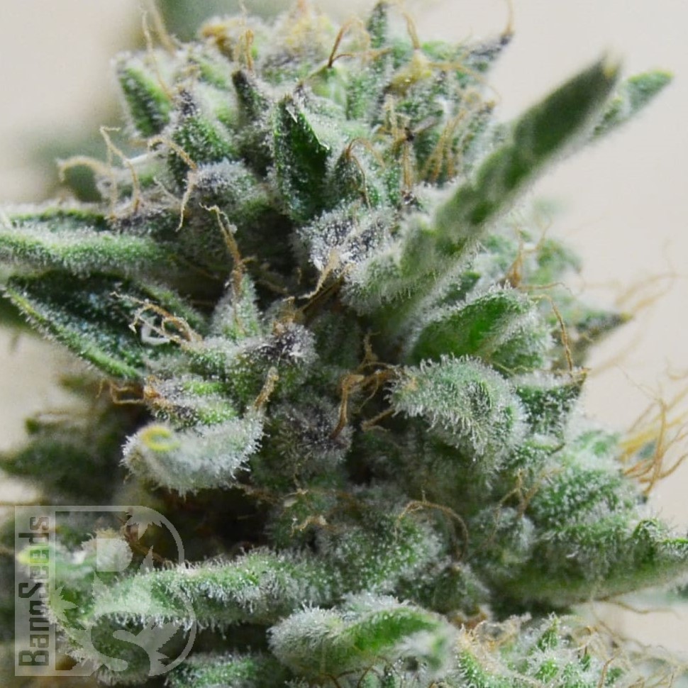 Семена марихуаны Euforia regular Ganja Seeds Семена марихуаны Euforia regular Ganja Seeds