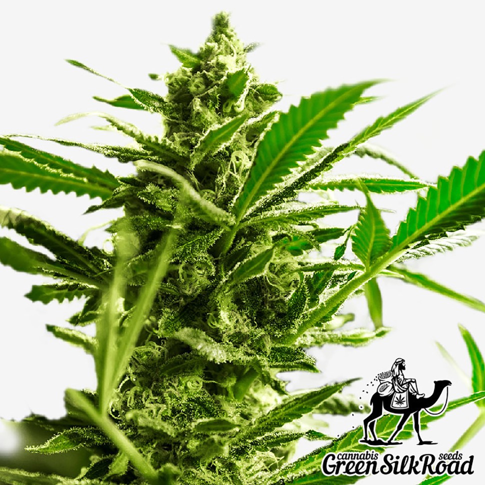 Семена ганжа Great White Shark feminised Green Silk Road Seeds