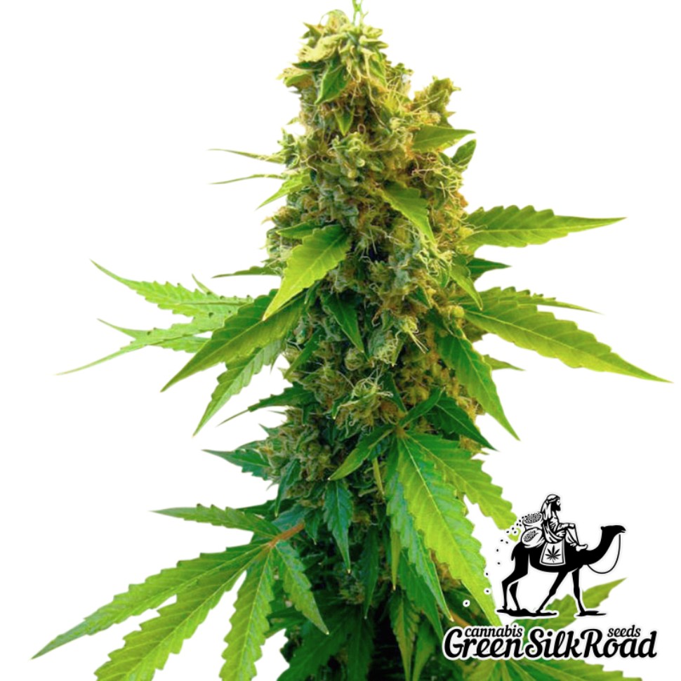 заказать хорошие семена конопли Great White Shark feminised заказать хорошие семена конопли Great White Shark feminised