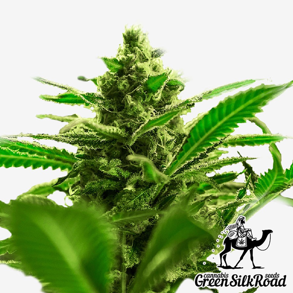 где заказать семена конопли Great White Shark feminised где заказать семена конопли Great White Shark feminised