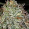 Семена каннабиса Afghan Kush feminised Ganja Seeds Семена каннабиса Afghan Kush feminised Ganja Seeds