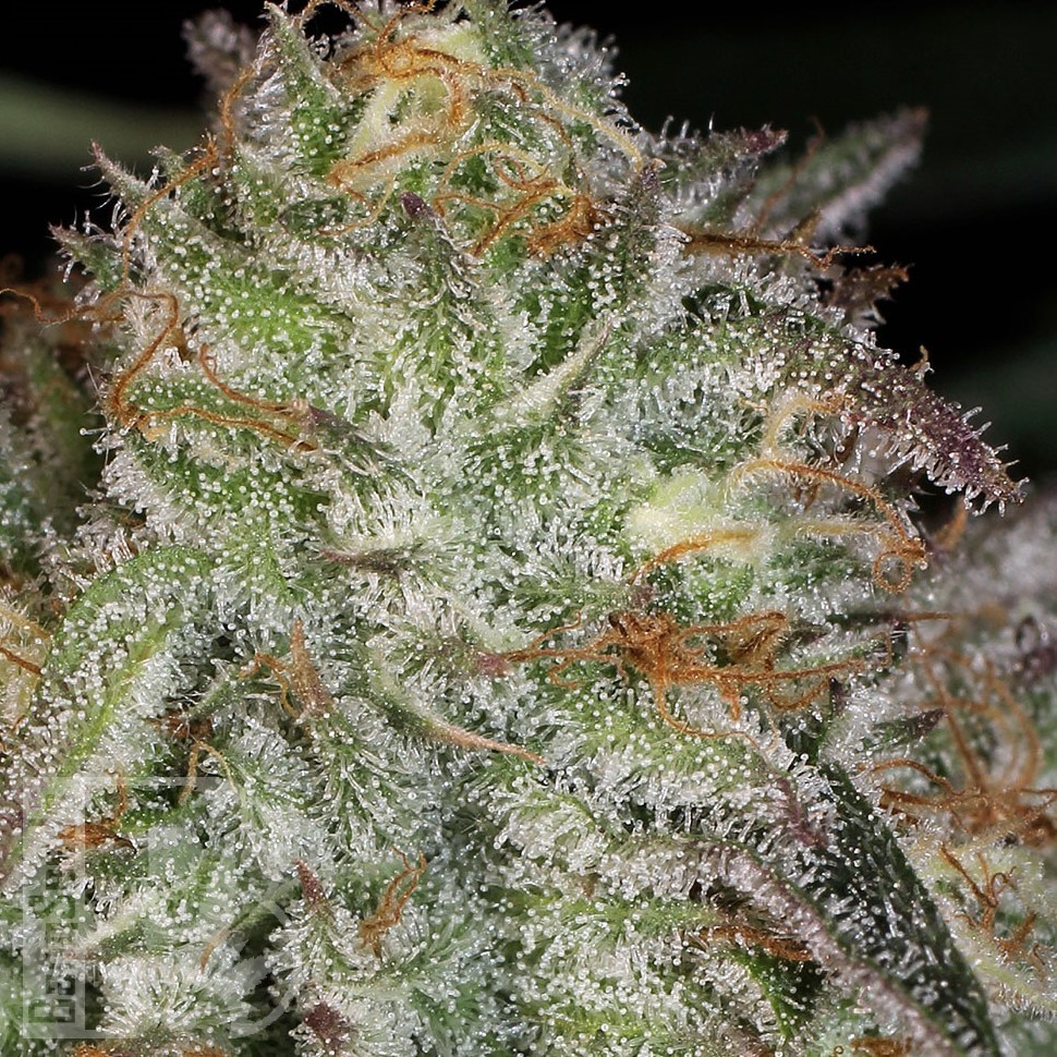 Семена каннабиса Afghan Kush feminised Ganja Seeds Семена каннабиса Afghan Kush feminised Ganja Seeds
