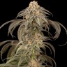 Семена каннабиса Afghan Kush feminised Ganja Seeds Семена каннабиса Afghan Kush feminised Ganja Seeds