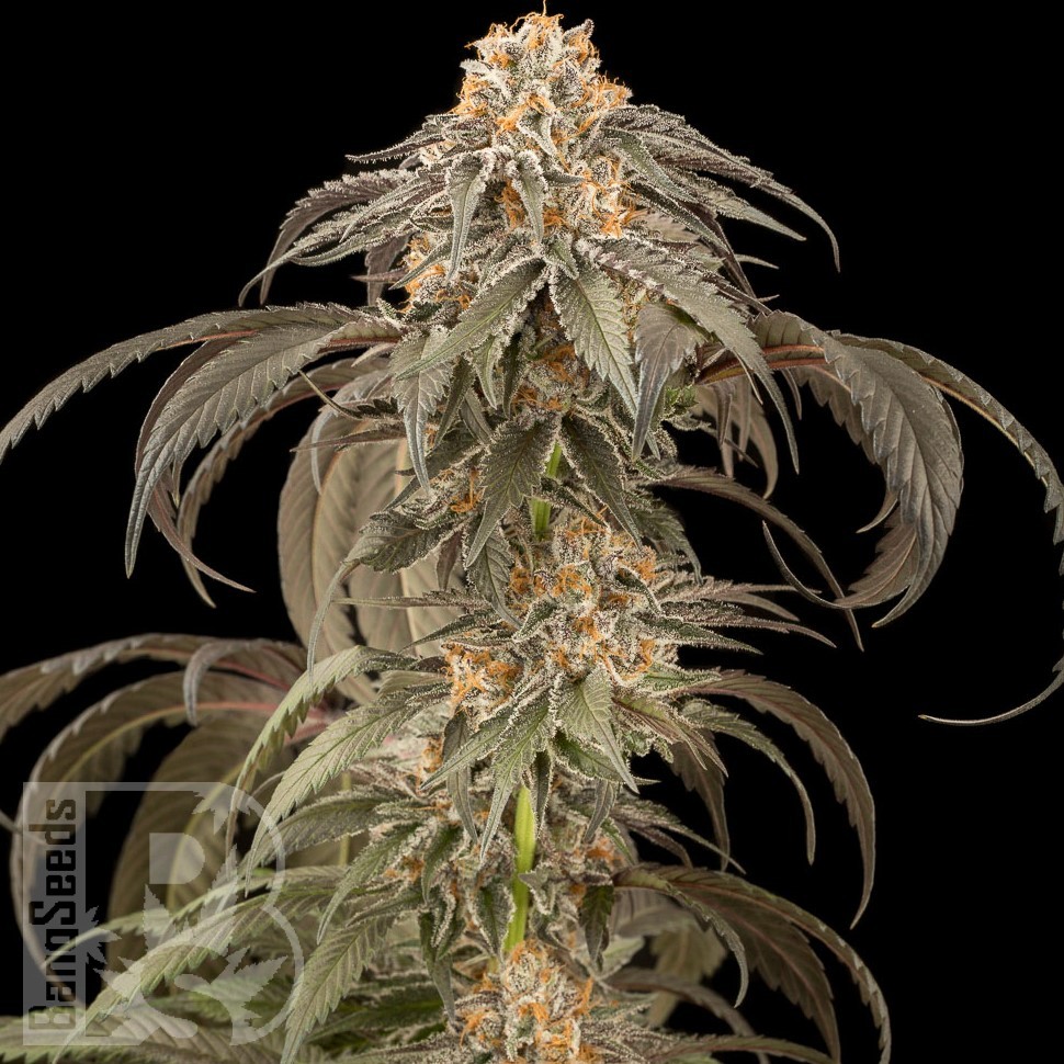 Семена каннабиса Afghan Kush feminised Ganja Seeds