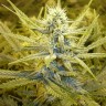 Семена марихуаны Auto Cream Caramel feminised Ganja Seeds Семена марихуаны Auto Cream Caramel feminised Ganja Seeds