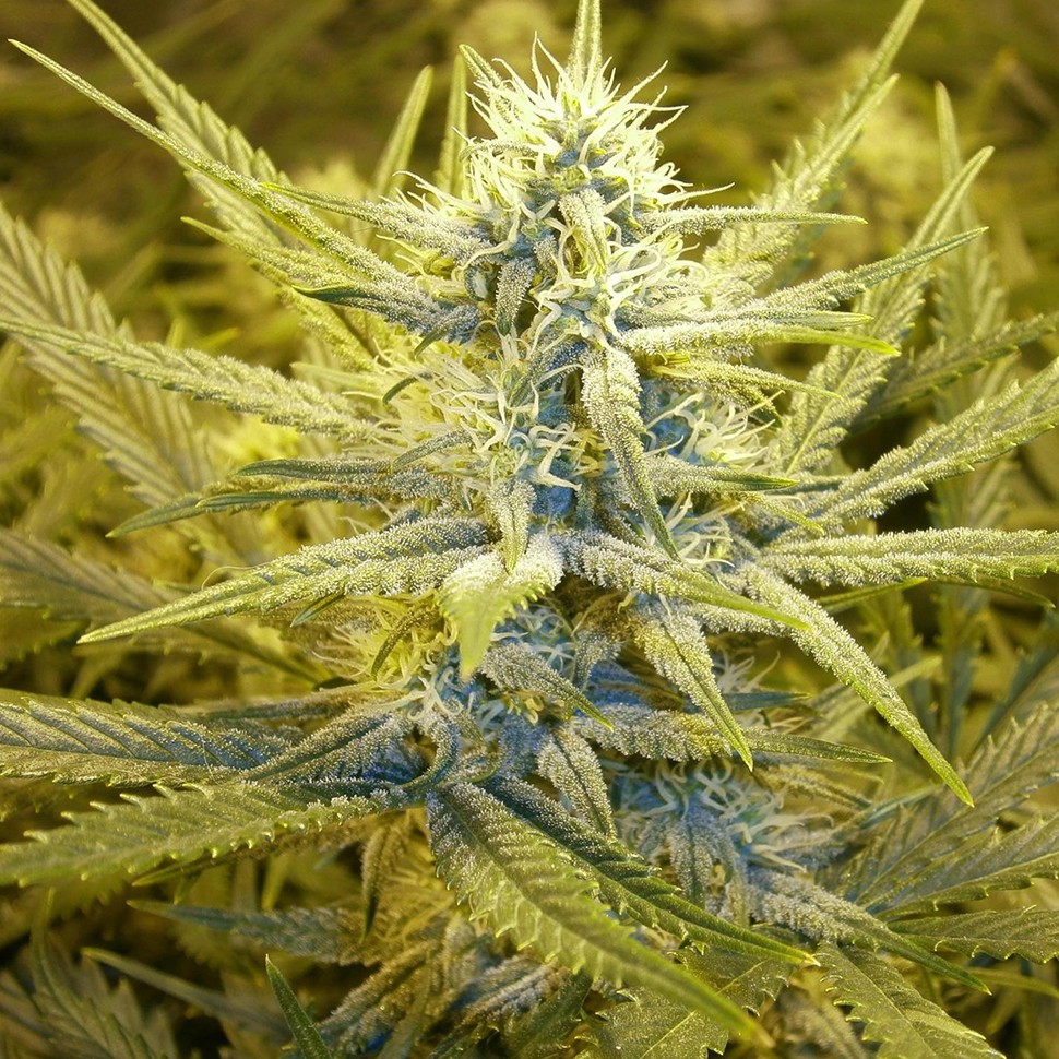 Семена Auto Cream Caramel feminised Ganja Seeds