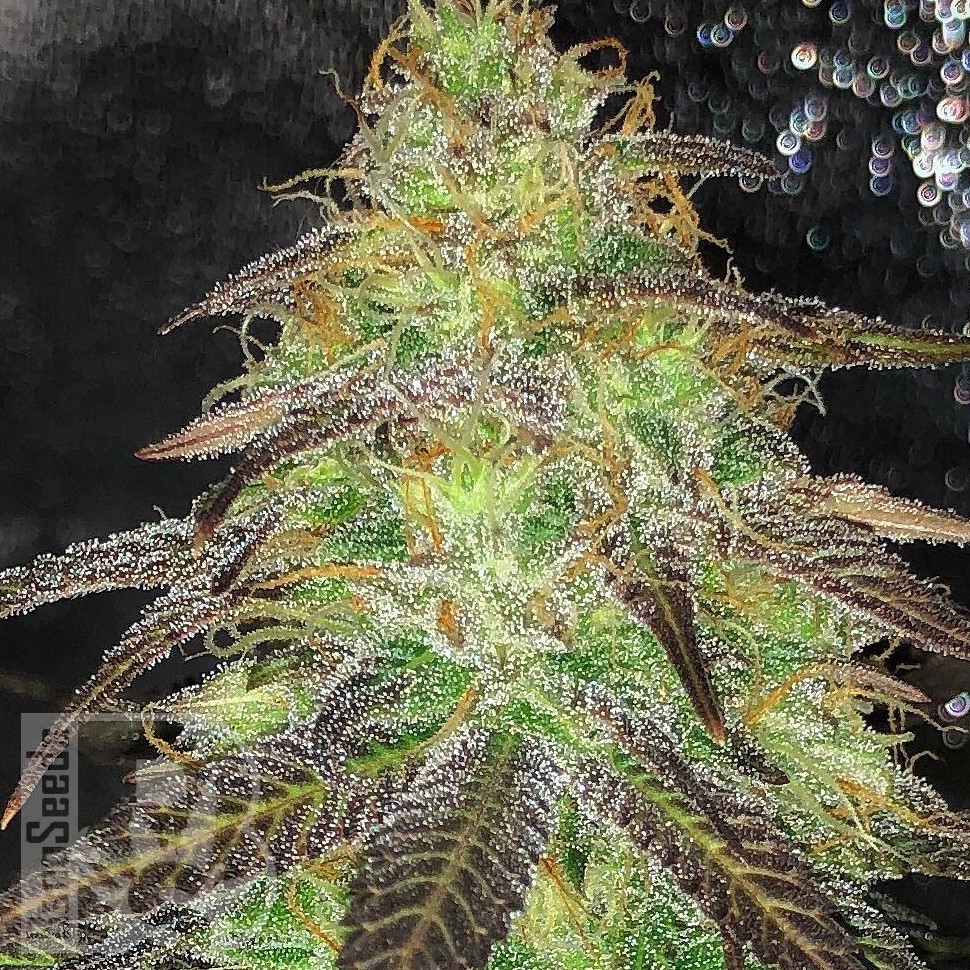 Семена Auto Cream Caramel feminised Ganja Seeds Семена Auto Cream Caramel feminised Ganja Seeds