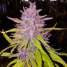 Семена Auto Cream Caramel feminised Ganja Seeds Семена Auto Cream Caramel feminised Ganja Seeds